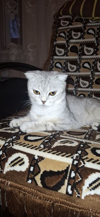 Вислоухий котёнок