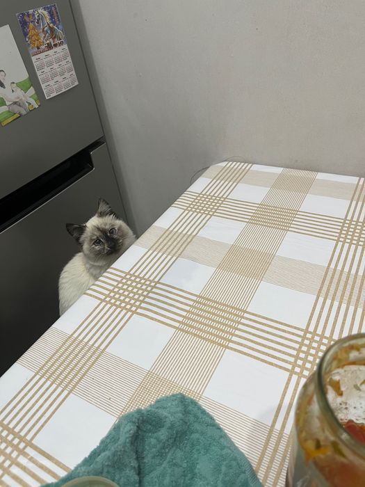 Котенок бесплатно
