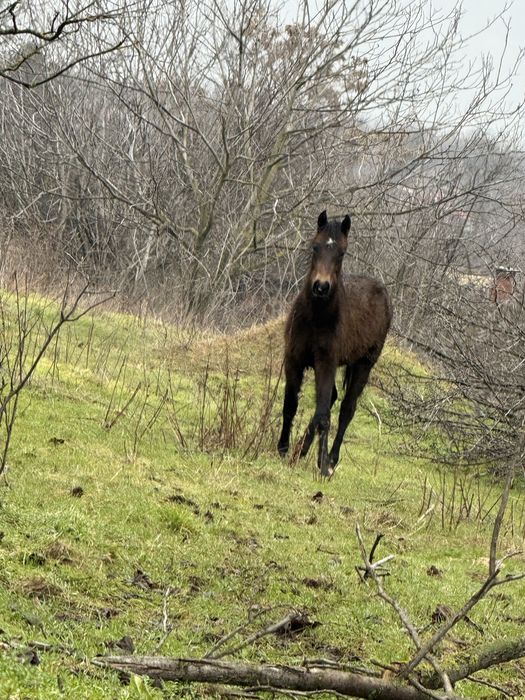 конче на 9 месеца