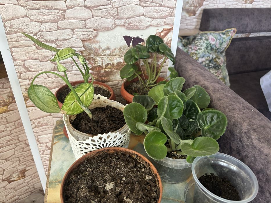 Цветы комнатные