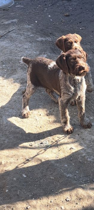 Щенки дойч дратхаар