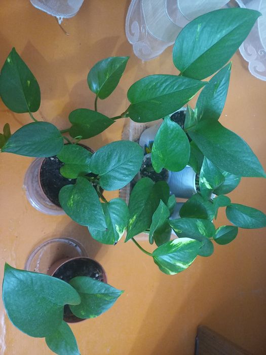 Продам цветы комнатные