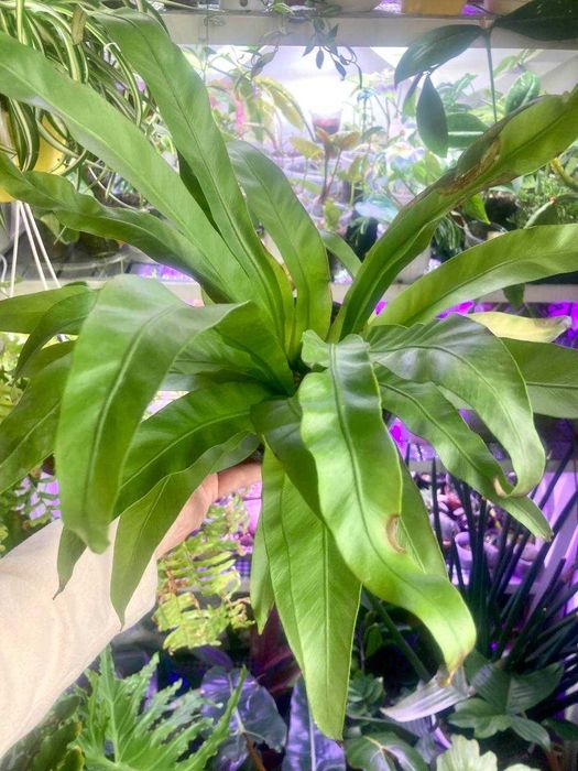 Папоротник асплениум в отличном состоянии