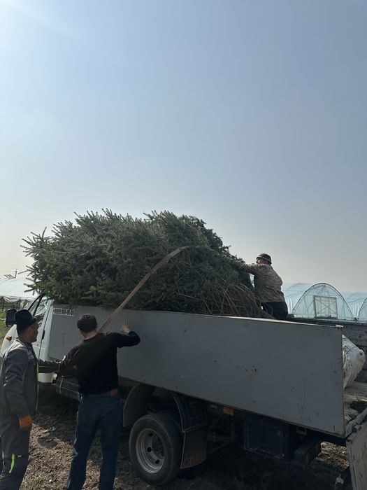 Birinchi qol, belgiyskiy archalar! Голубые ели, пихты