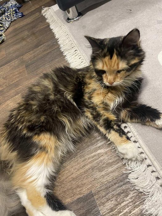 отдаю котёнка в хорошие руки!