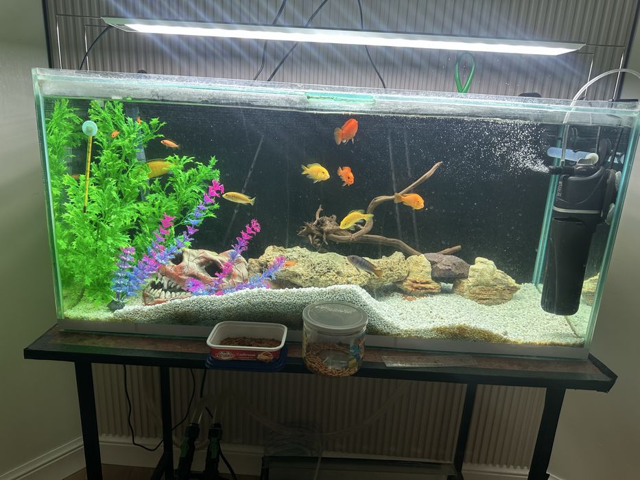 Аквариум с рыбами и оборудованием с декором