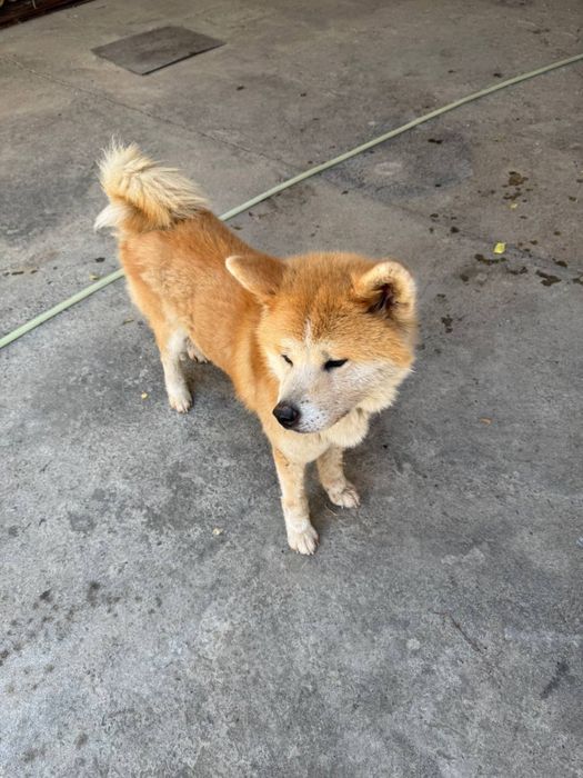 Продается японская акита (Akita Inu)