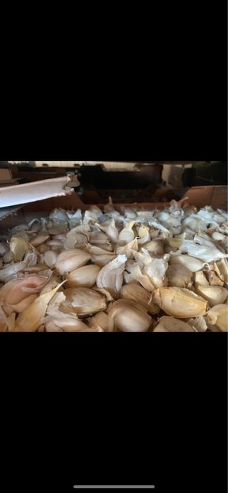 Vand usturoi,desfacut