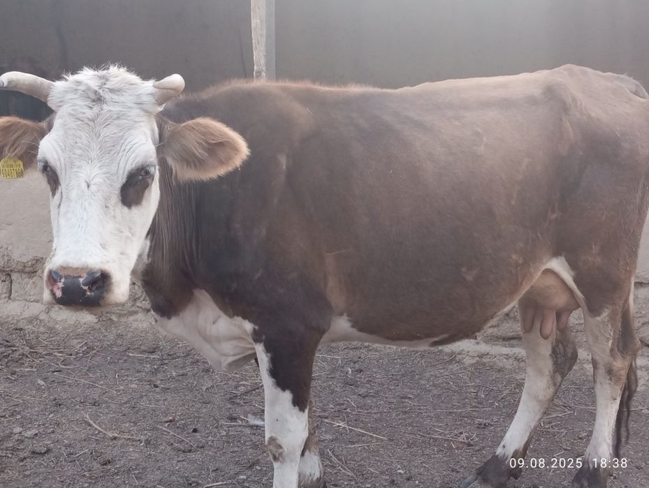 Продам корову дойную