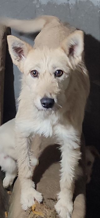 В добрые руки малыши