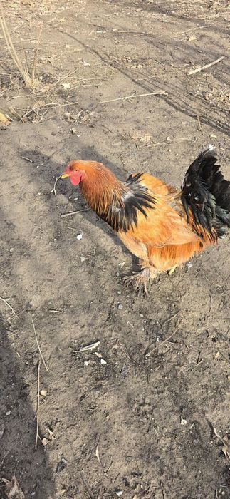 Продаётся куры породы брама