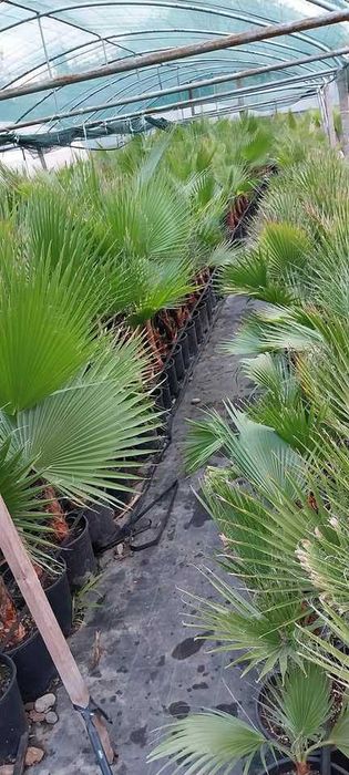 Палми - Вашингтония и Трахикарпус