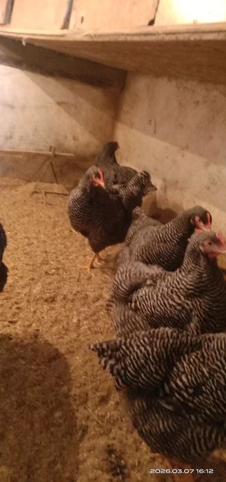 Плимутрок. Инкубационные яйца.