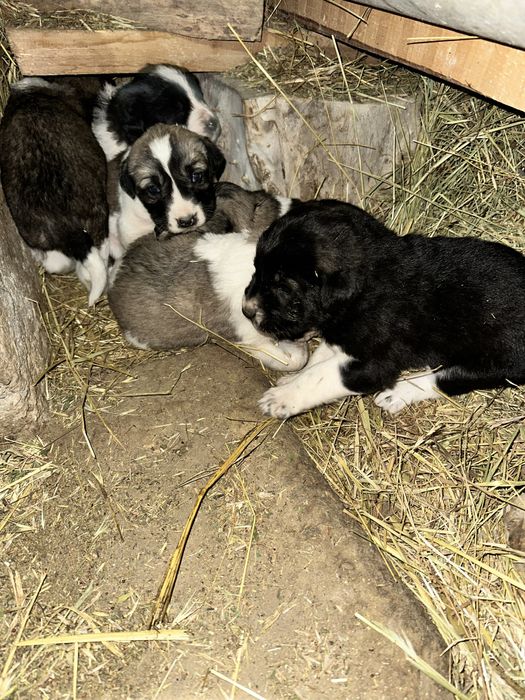 Алабай күшіктер