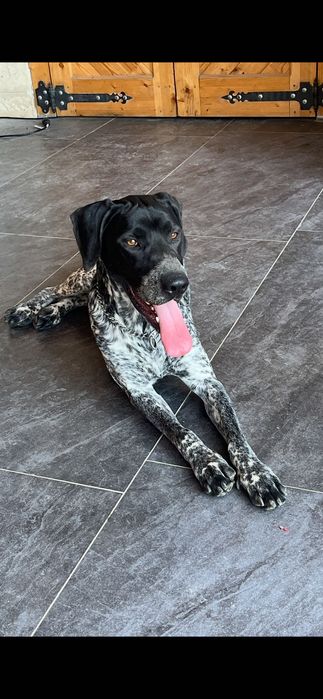 Adopție câine brac german