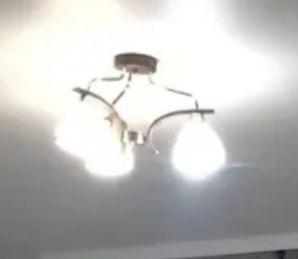 Люстра арзан әр бағада