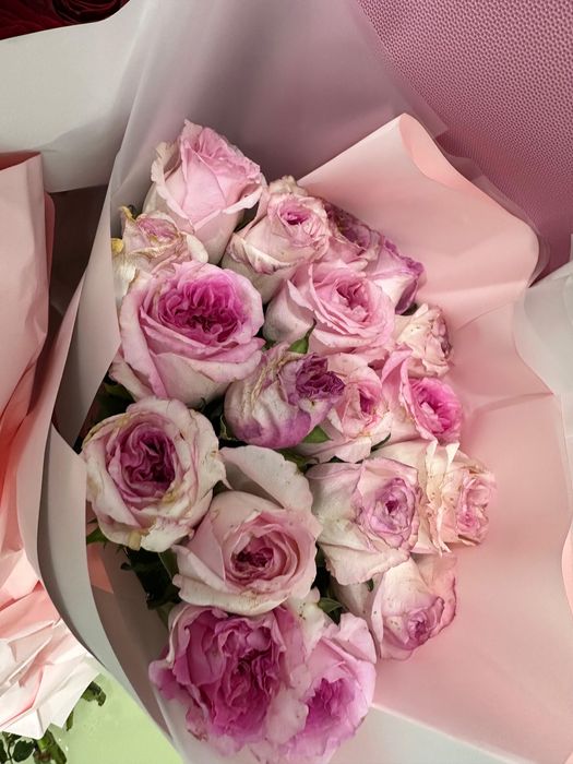 Продам цветы новые