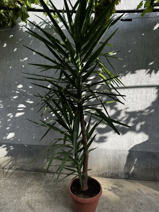 Палми Юка в саксия