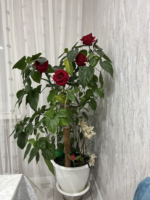 Продаю  Гибискус