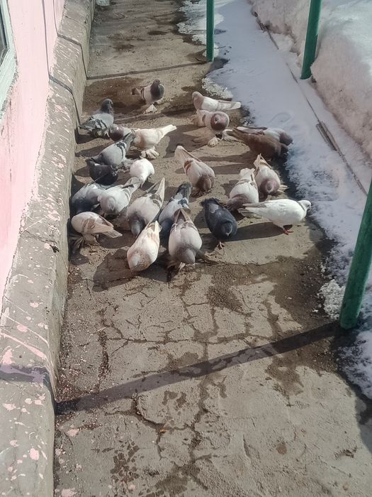 Продаю голубей..