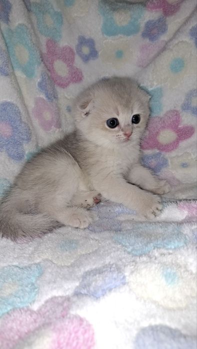 Котята без помиси
