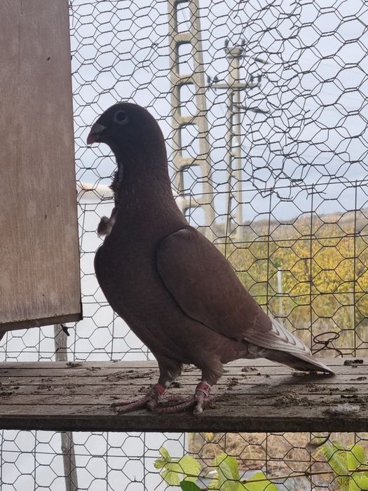 Porumbei rosii de Bucuresti