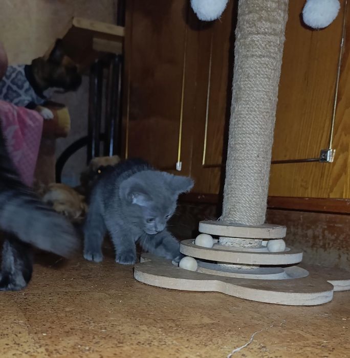 Шотландские котята