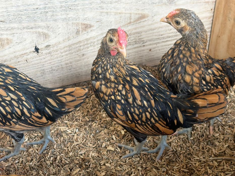 Cocosei sebright auriu