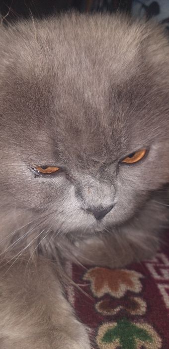 Scottish Fold mushuk sotiladi
