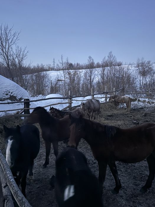 Продам лошодей кобыл