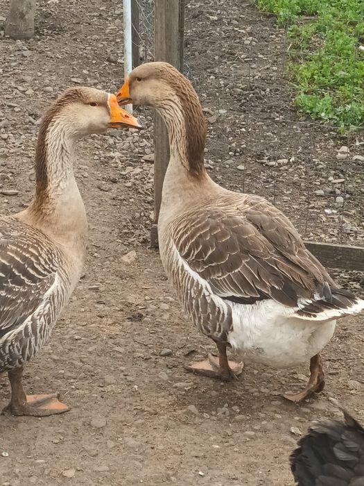 Ouă de gâscă ,incubație sau consum