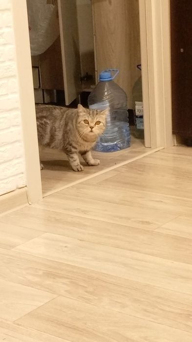Отдам кошечку в добрые рукиПорода: Шотландская прямоухая
