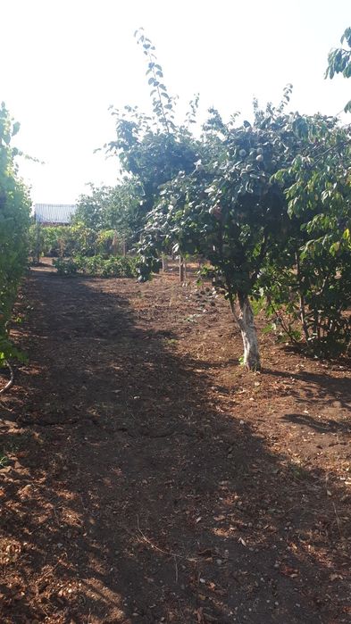 Vînd casă 5 Camere Comuna Botoroaga Sat Valea Cireșului Teleorman