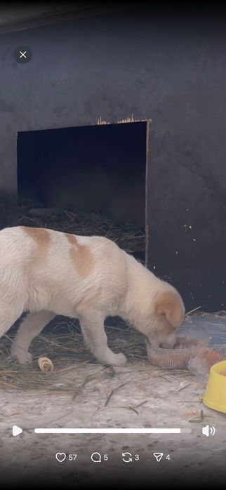 Щеночки в добрые руки