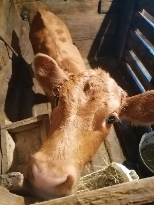 Продам телёнка бычок