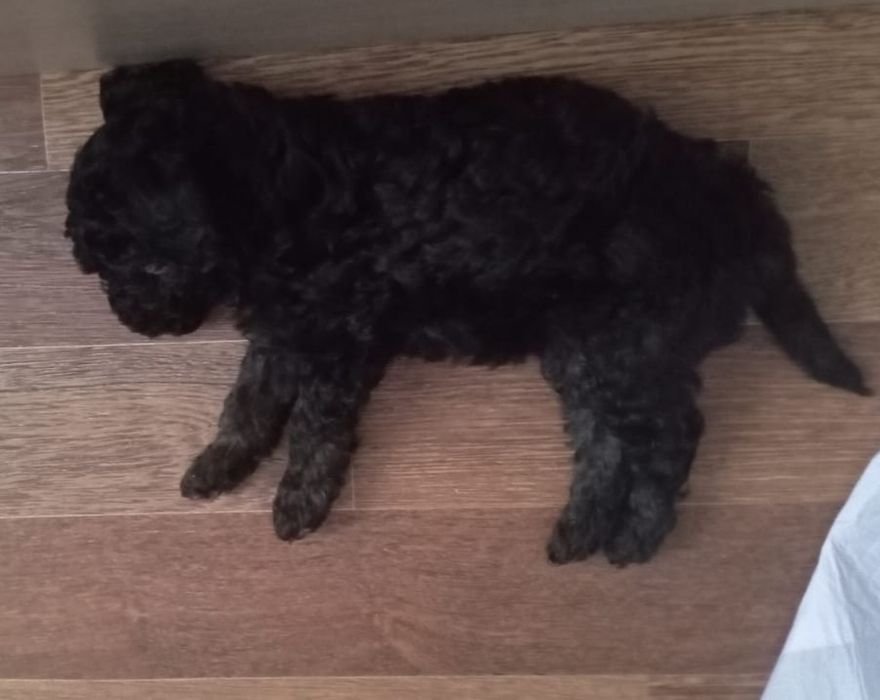 Щенок пуделя, 2.5 месяца