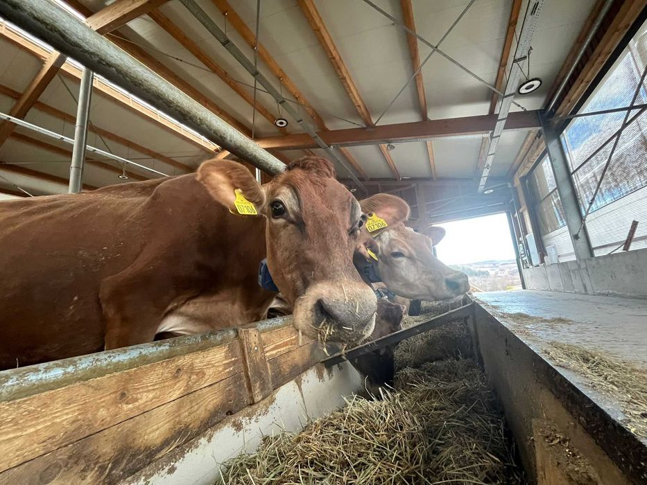 Vaci si Juninci JERSEY