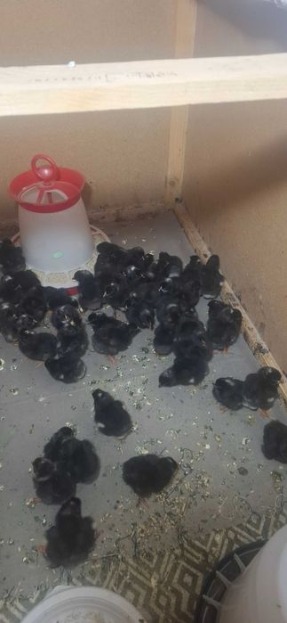 Vand pui de găină rasa Playmonth Rock Barat