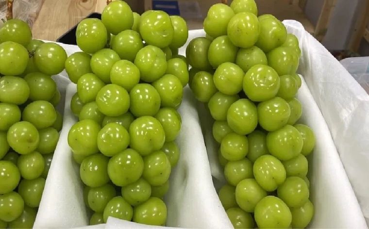 Аватар, рататуй, ламборджини узум  каламчалари ва кучатлари