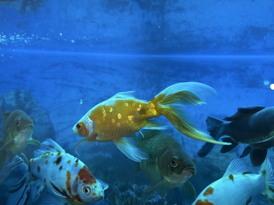 Продам аквариум 220 литров