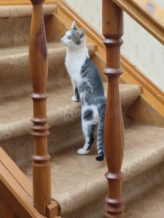 Отдам котенка в добрые руки!