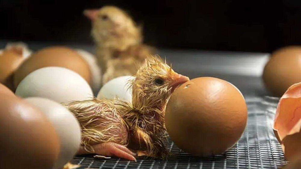 Incubator Clocitoare 51 Oua Gaina Intoarcere Automata LivratGRATUIT