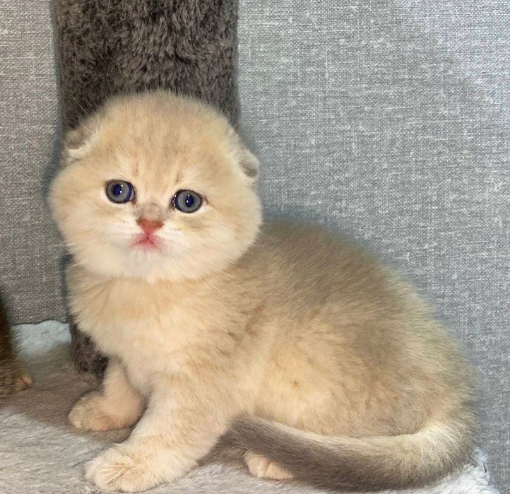 Продаются котята