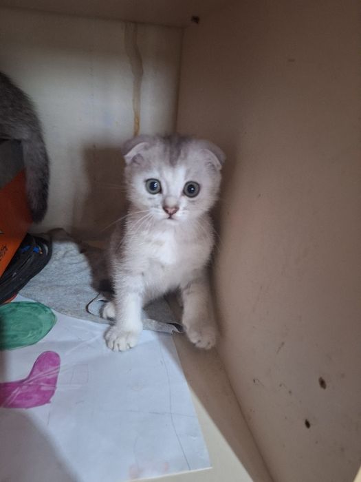 Котята продаётся