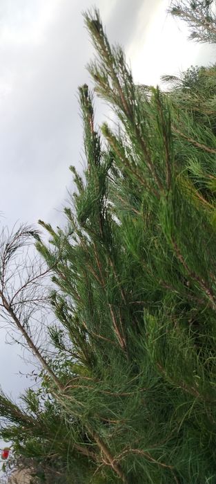 Арчалар сотилади