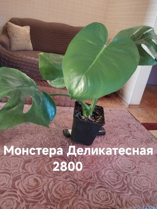 Продам комнатные растения