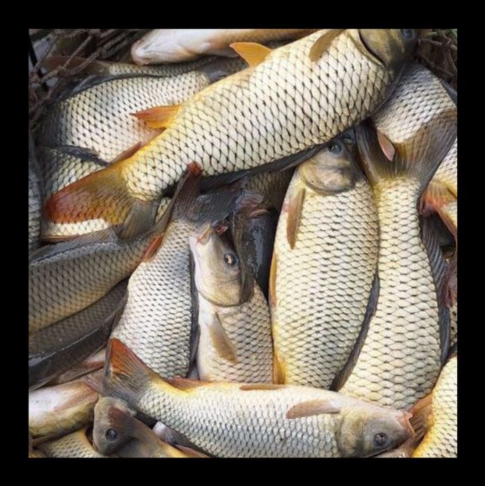 Baliq boqish uchun SAZAN baliq bor