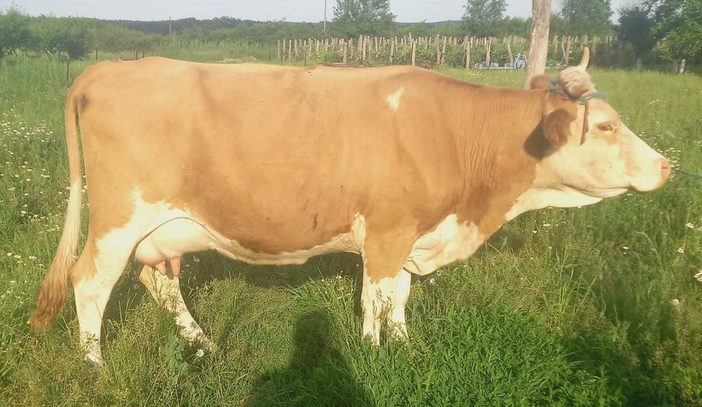 Vand vaca Baltata Romaneasca gestanta in 2 luni