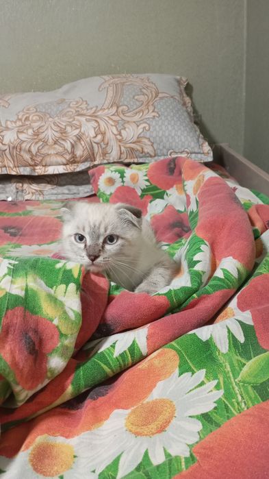 Пропал котенок.в районе ул. Алматинская 34.