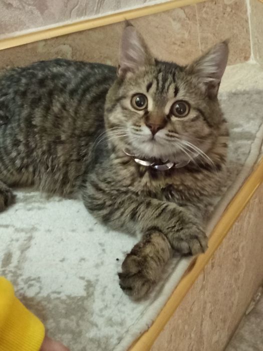 Британский кот на продажу